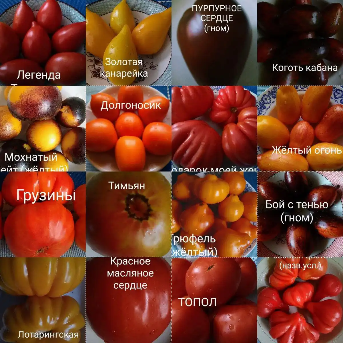 Семена элитных коллекционных томатов со всего мира - Садоводство (Хобби и отдых) в Тюмень