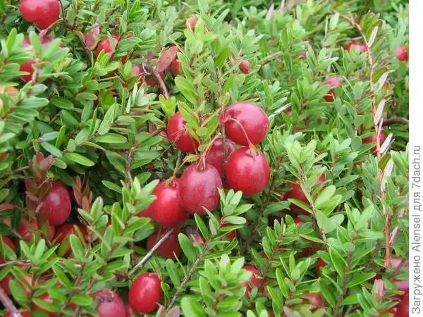 Продам клюкву - Барахолка в Тюмень