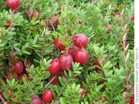 Продам клюкву - Поиск людей в Тюмень