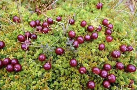 Продажа клюквы в Тюмени - Поиск людей в Тюмень