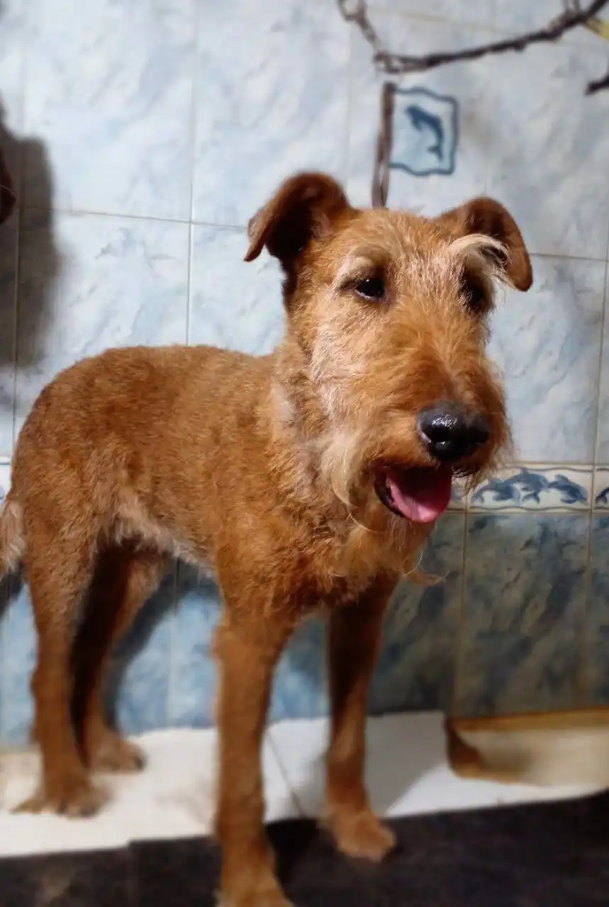 Тримминг терьеров и пуделей на дому в Тюмени - Уход за животными (Услуги) в Тюмень