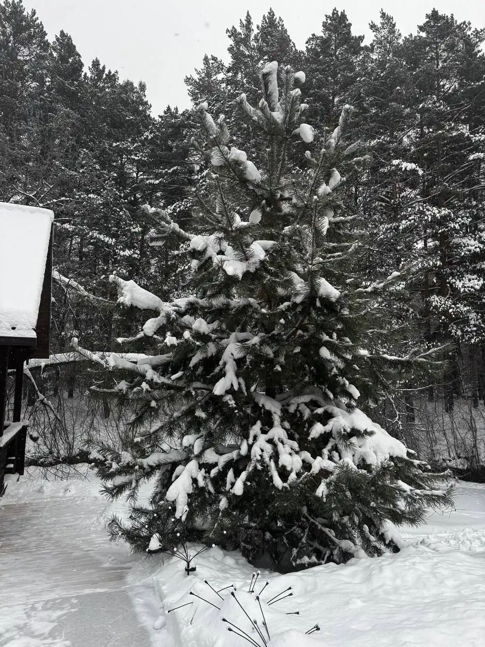 Русская баня на дровах с сибирским чаном в деревне Мичурино - Бани и сауны (Услуги) в Тюмень