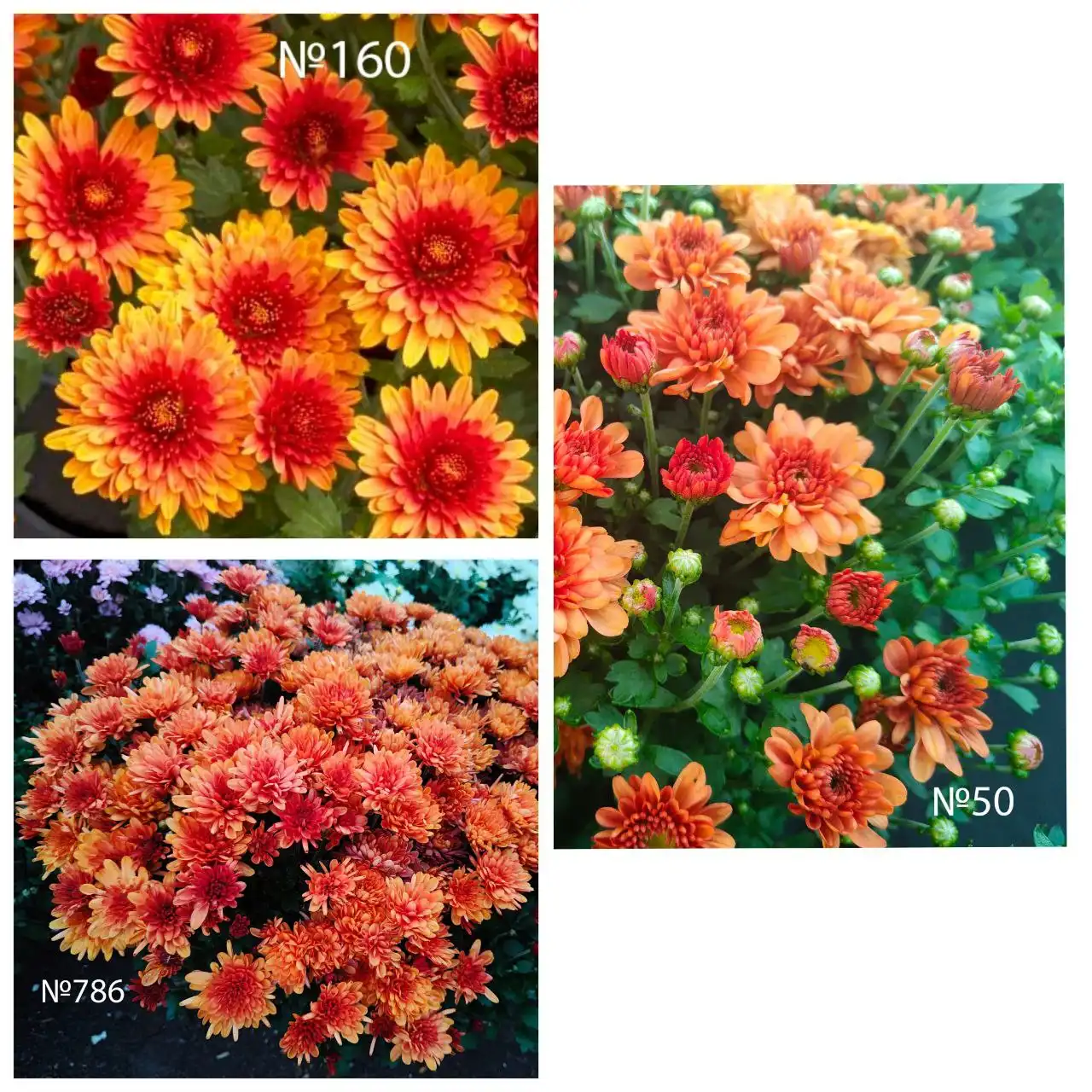 Хризантема мультифлора в Ишиме - Растения (Хобби и отдых) в Ишим