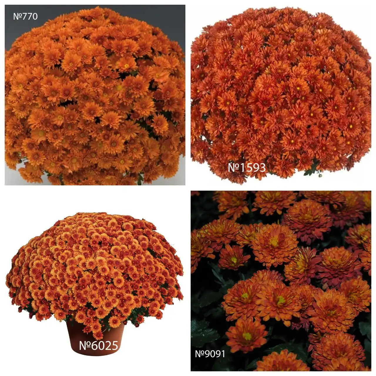 Хризантема мультифлора в Ишиме - Растения (Хобби и отдых) в Ишим