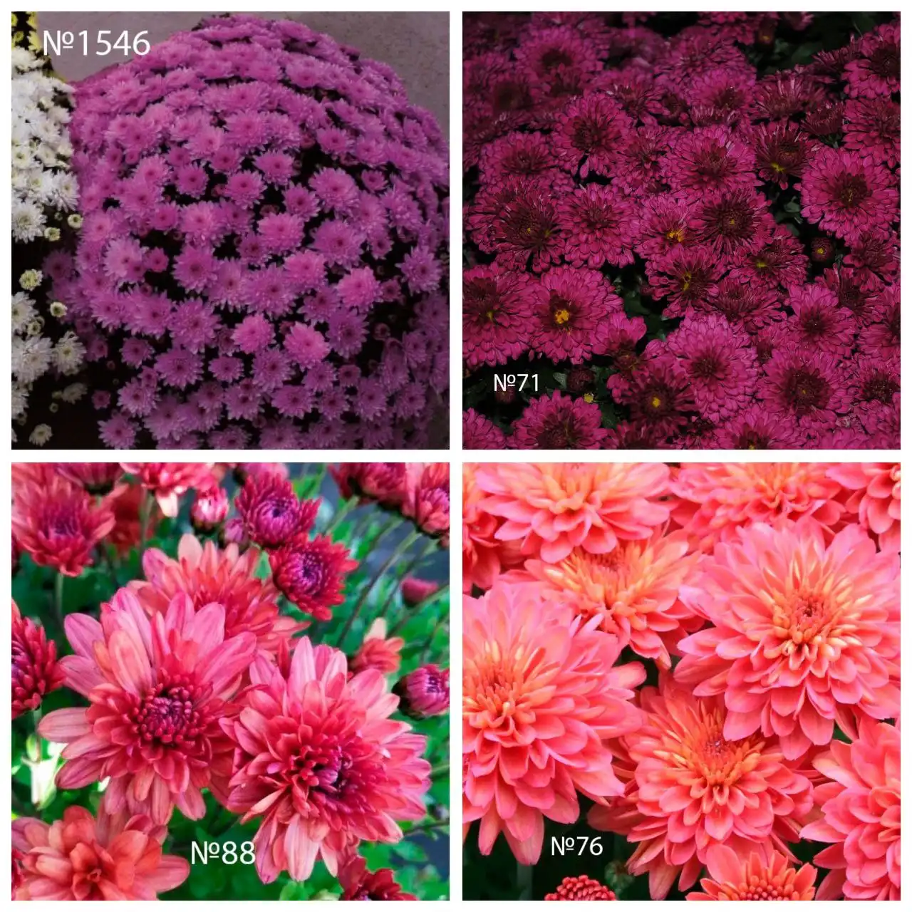 Хризантема мультифлора в Ишиме - Растения (Хобби и отдых) в Ишим