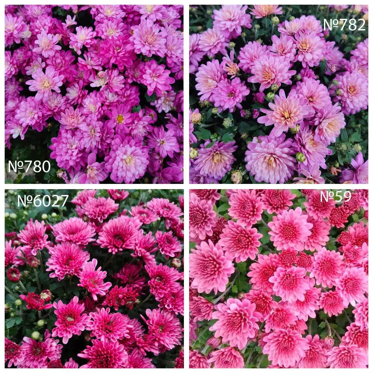 Хризантема мультифлора в Ишиме - Растения (Хобби и отдых) в Ишим