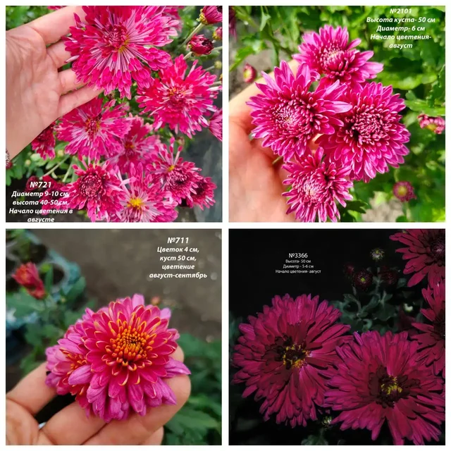 Хризантема корейская зимующая - частное объявление в Ишим