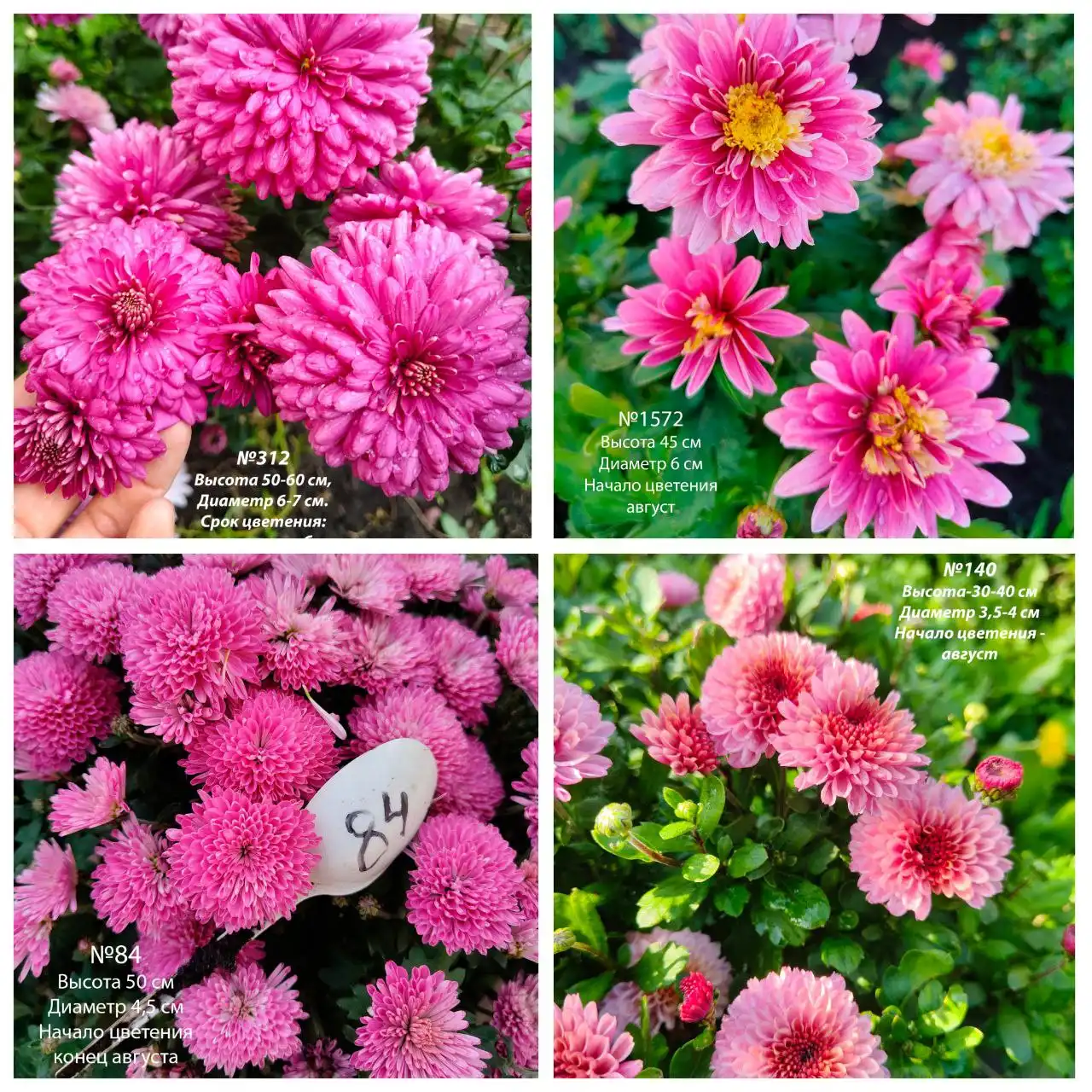 Хризантема корейская зимующая - Растения (Хобби и отдых) в Ишим