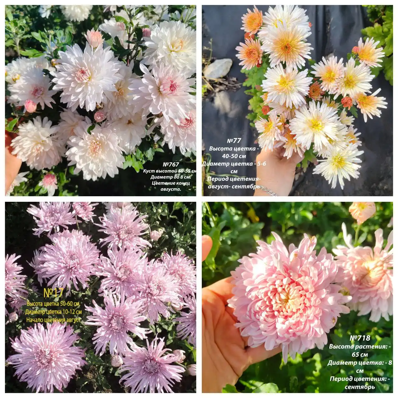 Хризантема корейская зимующая - Растения (Хобби и отдых) в Ишим