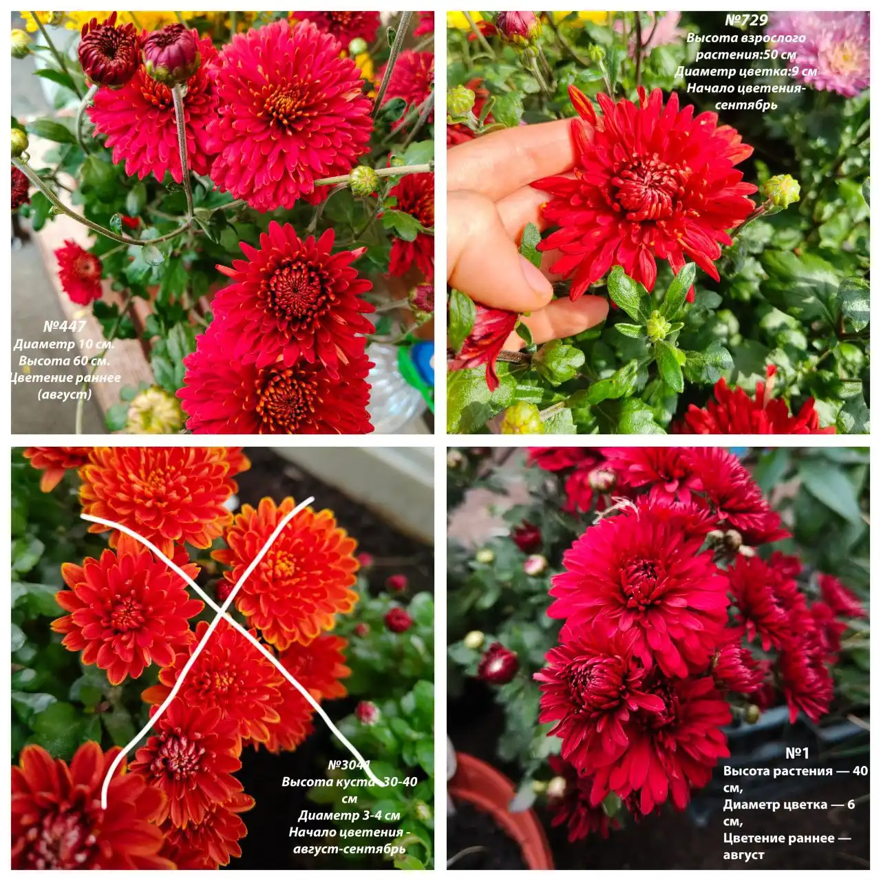 Хризантема корейская зимующая - Растения (Хобби и отдых) в Ишим