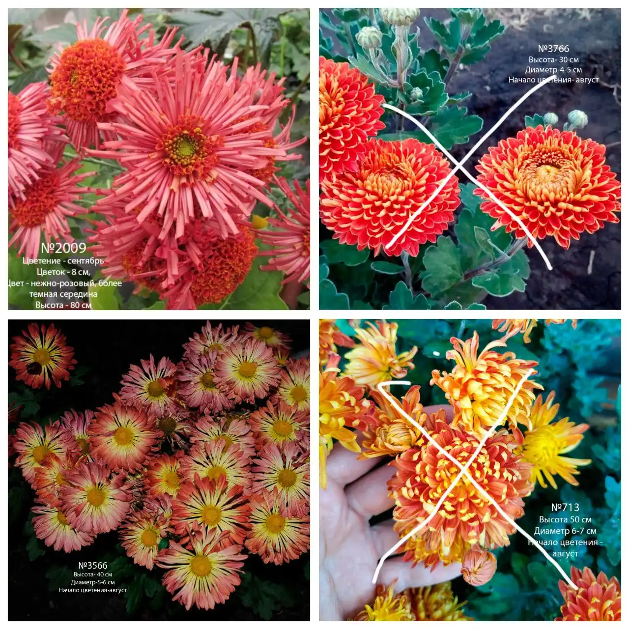 Хризантема корейская зимующая - Растения (Хобби и отдых) в Ишим