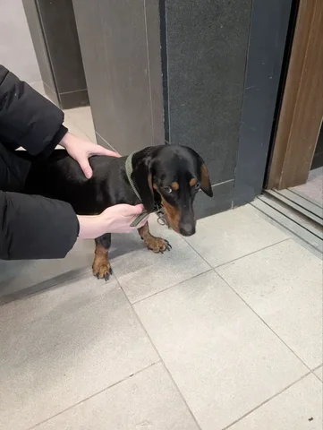 Поиск хозяев для животного на Чаркова 87 - Потерянные животные в Тюмень