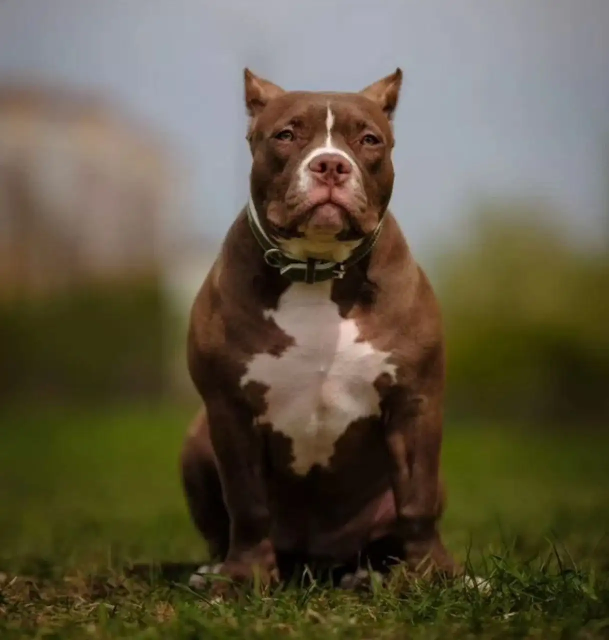 Продажа собаки породы американский булли - Собаки (Животные) в Тюмень