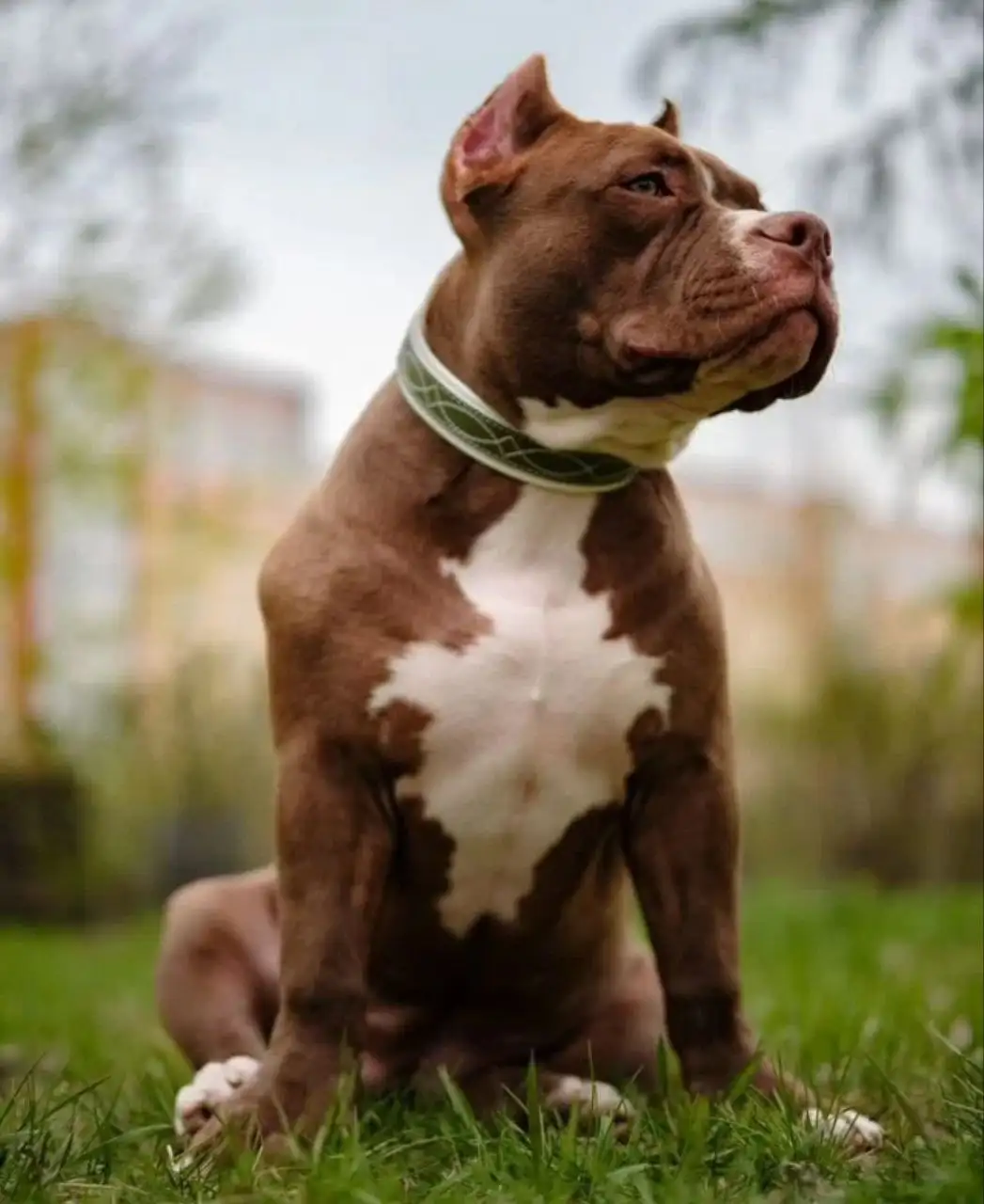 Продажа собаки породы американский булли - Собаки (Животные) в Тюмень