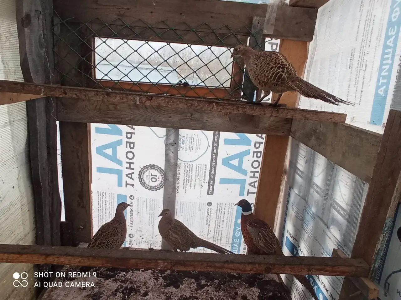 Продажа фазанов - Птицы (Животные) в Кулаково