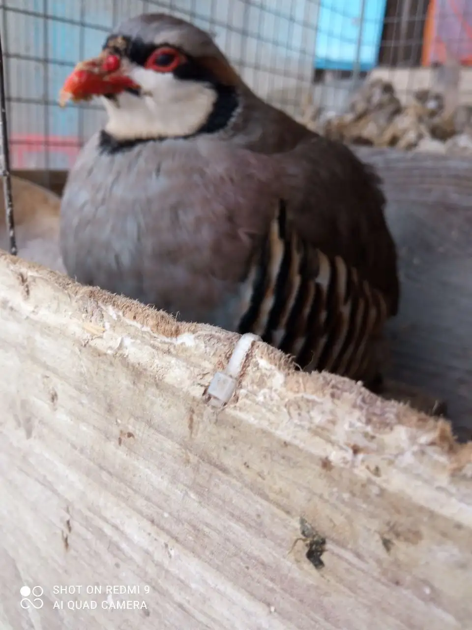 Продажа кеклика-самца второго года - Птицы (Животные) в Тюмень