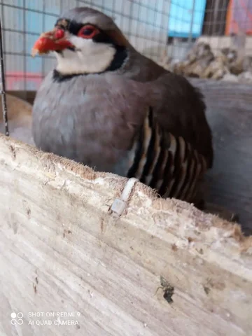 Продажа кеклика-самца второго года - Животные в Тюмень