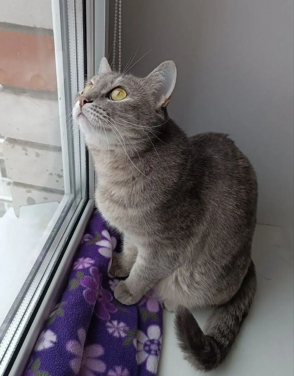 Кошка Маркиза для ответственных хозяев - Кошки (Животные) в Тюмень