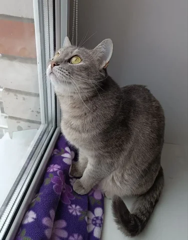 Кошка Маркиза для ответственных хозяев - Животные в Тюмень