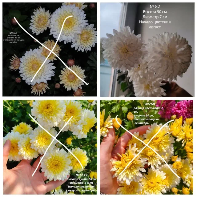 Хризантема корейская зимующая - частное объявление в Ишим