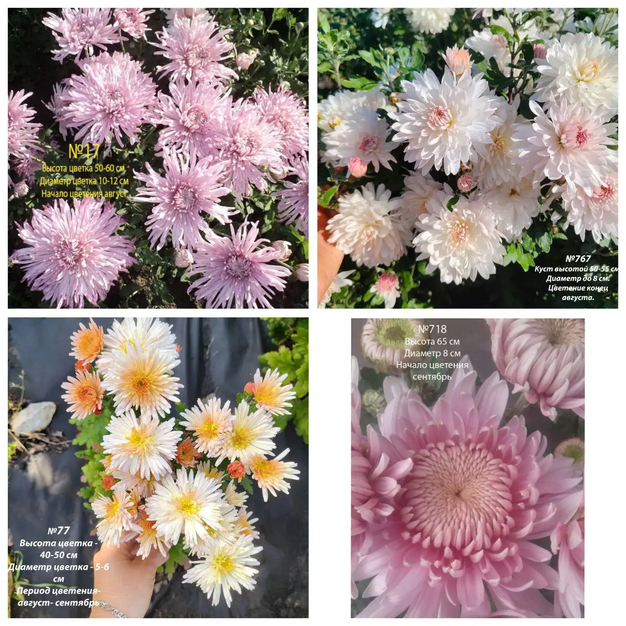 Хризантема корейская зимующая - Растения (Хобби и отдых) в Ишим