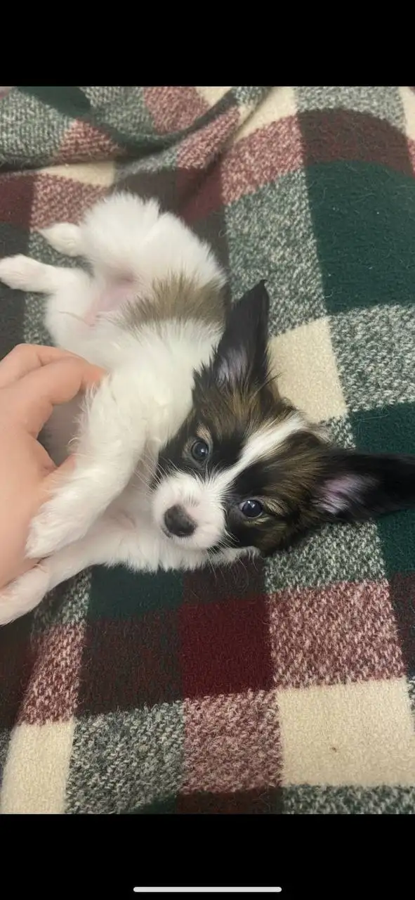 Щенки папийона - Собаки (Животные) в Тюмень