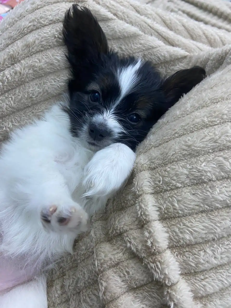 Щенки папийона - Собаки (Животные) в Тюмень