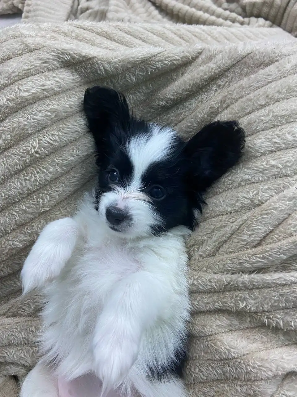 Щенки папийона - Собаки (Животные) в Тюмень