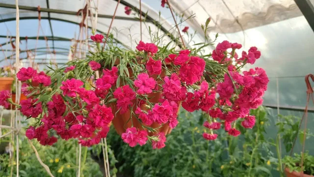 Вегетативная ампельная гвоздика - Медицинское оборудование в Тюмень