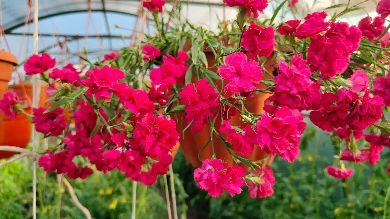 Вегетативная ампельная гвоздика - Растения (Хобби и отдых) в Тюмень