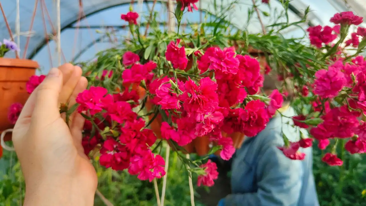 Вегетативная ампельная гвоздика - Растения (Хобби и отдых) в Тюмень