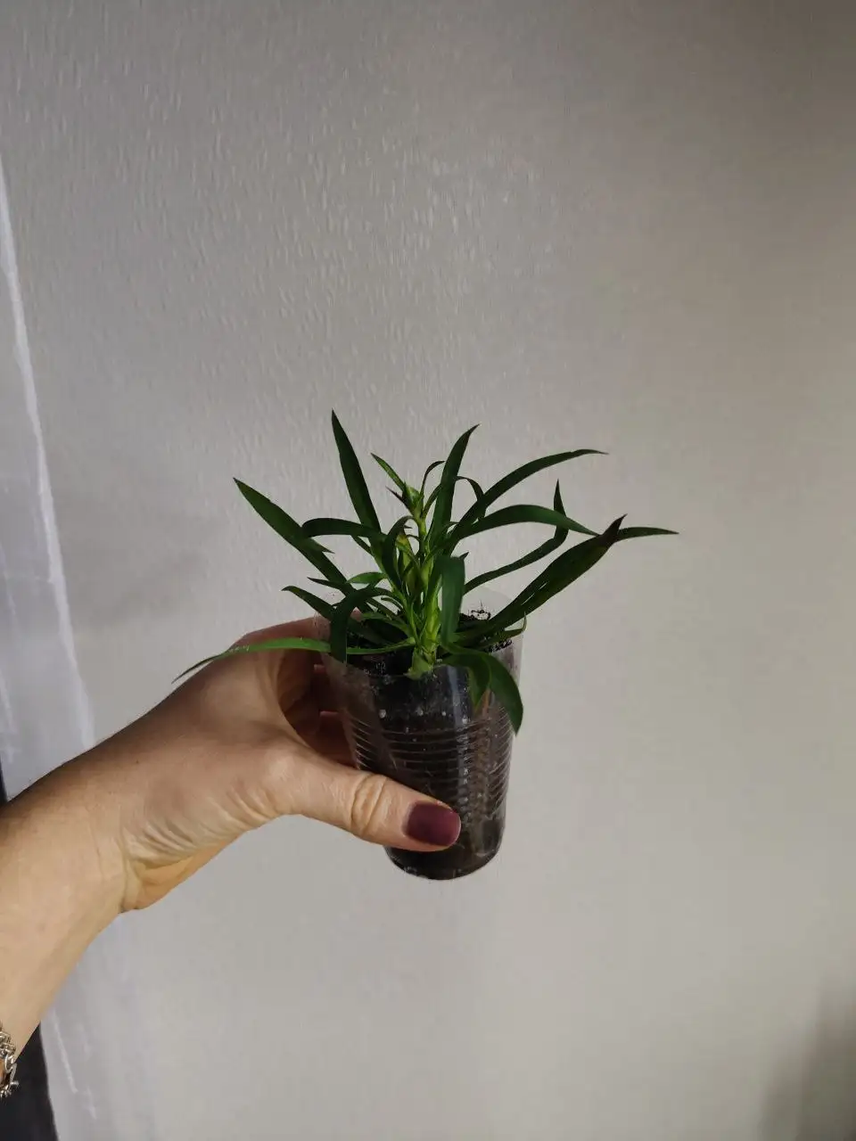 Вегетативная ампельная гвоздика - Растения (Хобби и отдых) в Тюмень