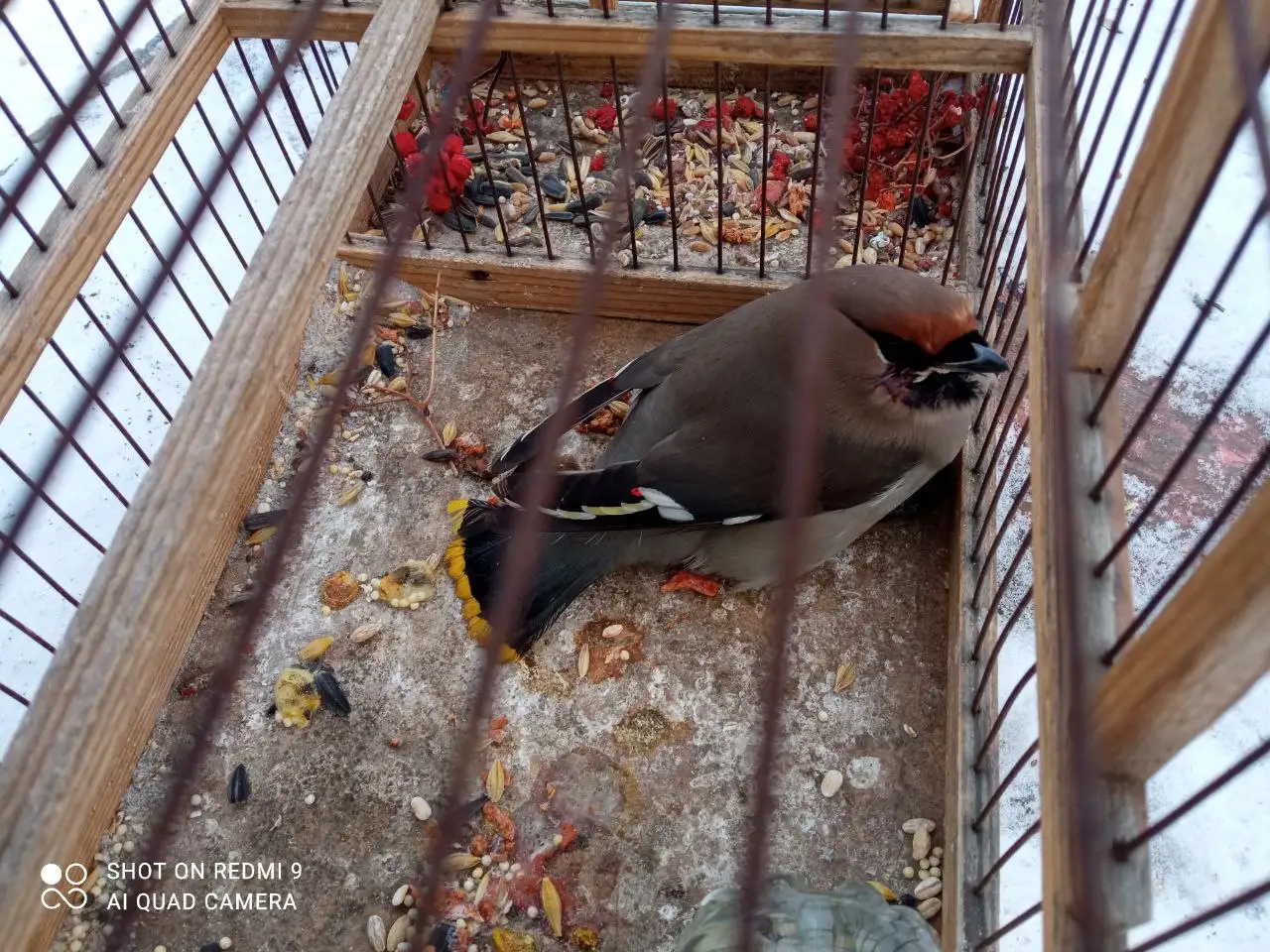 Продам свиристель без клетки - Птицы (Животные) в Кулаково