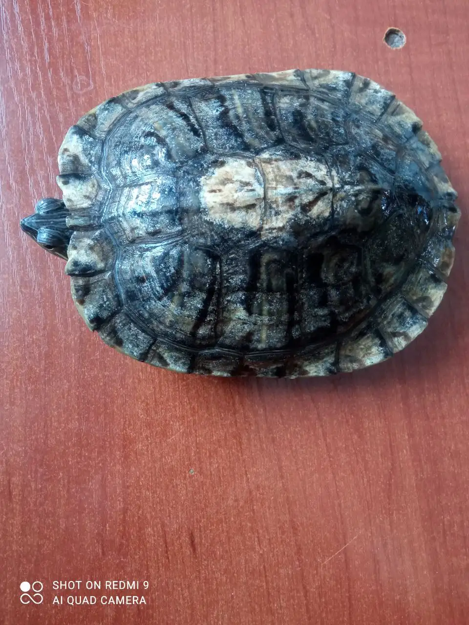 Продажа красноухой черепахи самца 2 года - Рептилии (Животные) в Тюмень