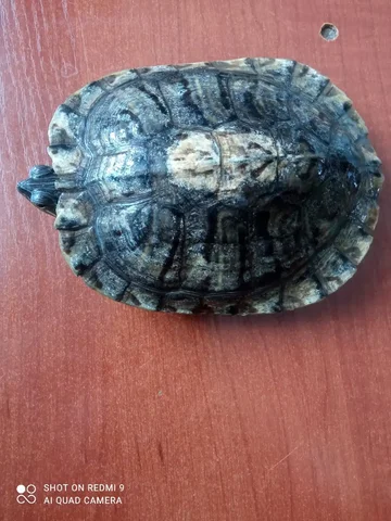 Продажа красноухой черепахи самца 2 года - Птицы в Тюмень