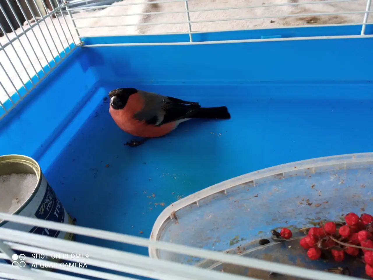 Продажа снегиря с клеткой - Птицы (Животные) в Тюмень