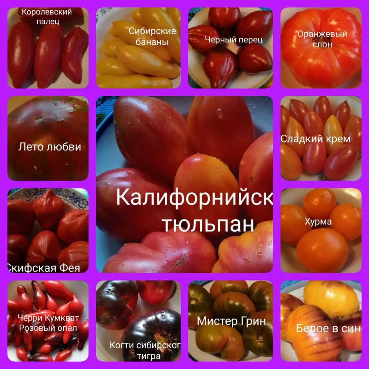 Коллекционные семена томатов из разных стран - Сад и огород (Хобби и отдых) в Тюмень