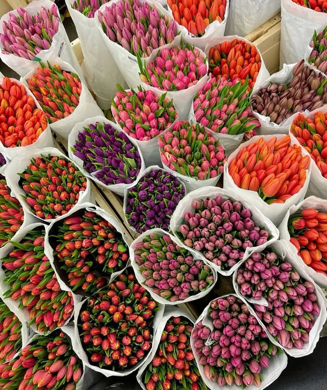 Продажа тюльпанов разных сортов - Цветы (Хобби и отдых) в Тюмень