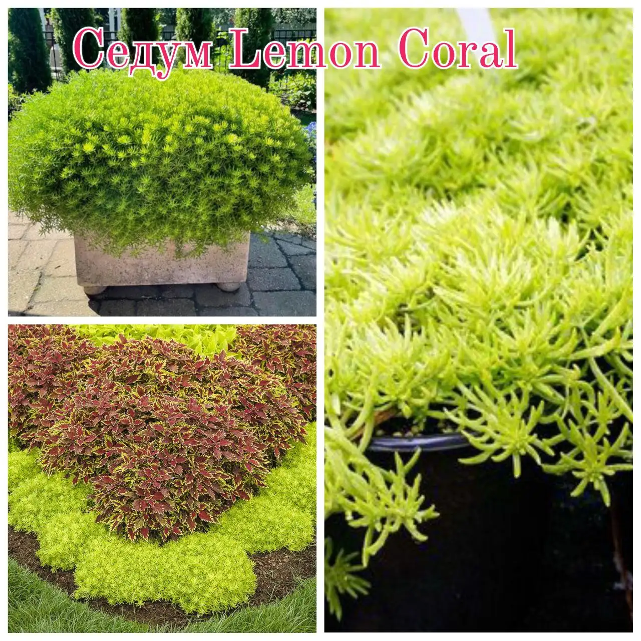 Седум Лемон Корал суккулент - Растения (Хобби и отдых) в Тюмень