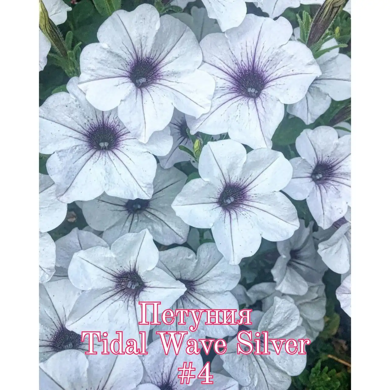 Петунии сортов Тайдал Вейв Сильвер и Тайдал Вейв Ред Велюр - Садоводство (Хобби и отдых) в Тюмень