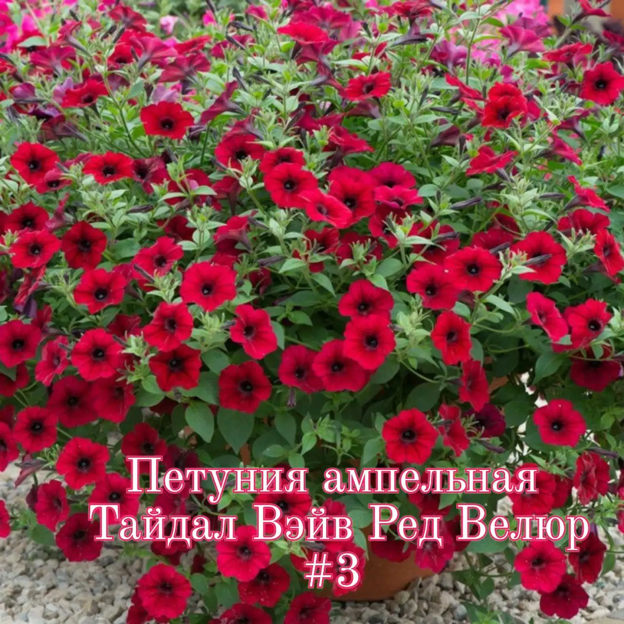 Петунии сортов Тайдал Вейв Сильвер и Тайдал Вейв Ред Велюр - Садоводство (Хобби и отдых) в Тюмень