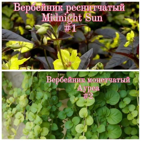 Продажа эффектных сортов вербейника - Бани в Тюмень