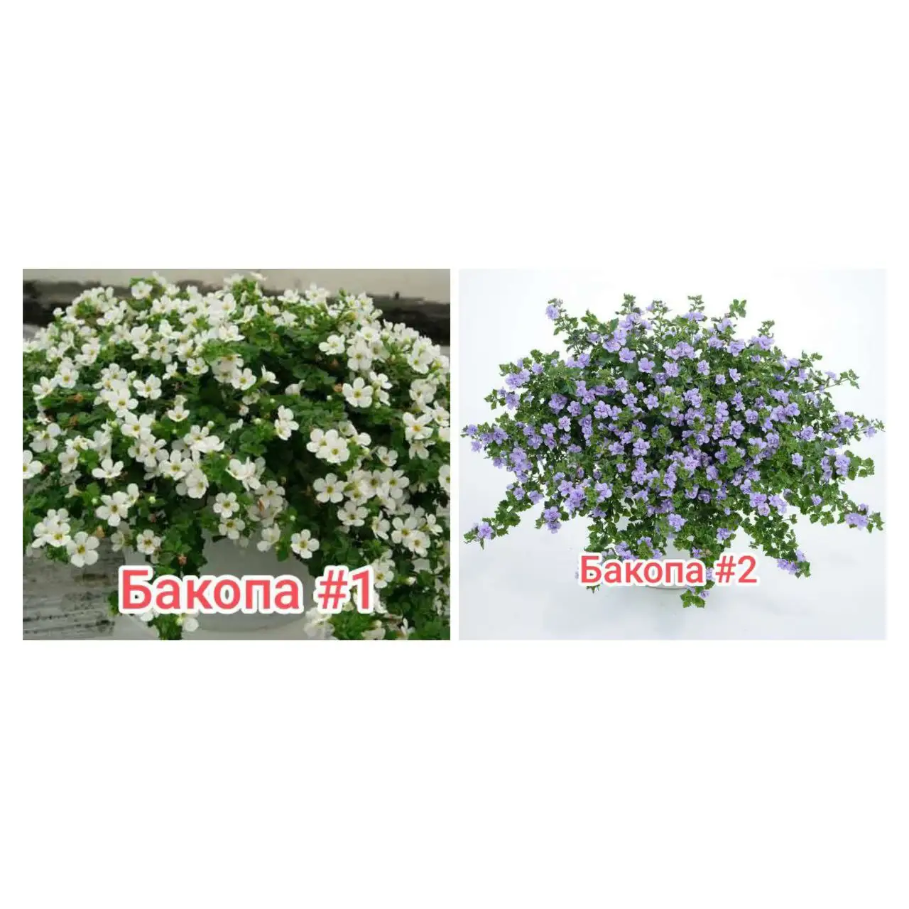 Продажа бакопы: Scopia Double Lavender и Gulliver Dynamic White - Растения (Хобби и отдых) в Тюмень