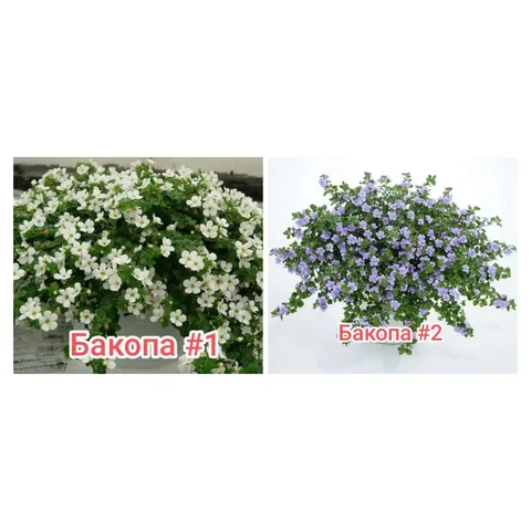 Продажа бакопы: Scopia Double Lavender и Gulliver Dynamic White - Спорттовары в Тюмень