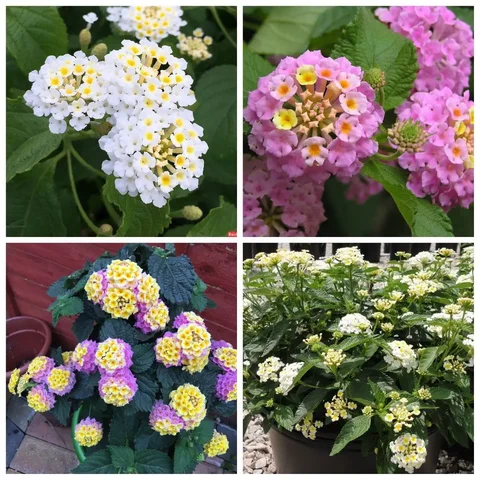 Лантана - неприхотливый многолетник для дома и сада - Спорттовары в Тюмень