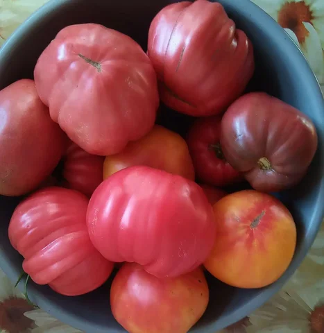 Семена элитных коллекционных томатов - Спорттовары в Тюмень