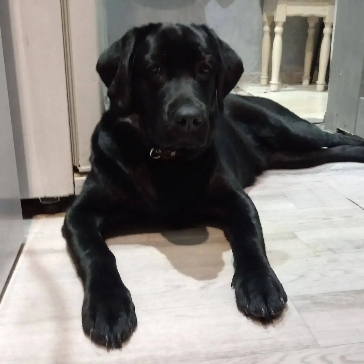 Лабрадор девочка 6 месяцев в добрые руки - Собаки (Животные) в Тюмень