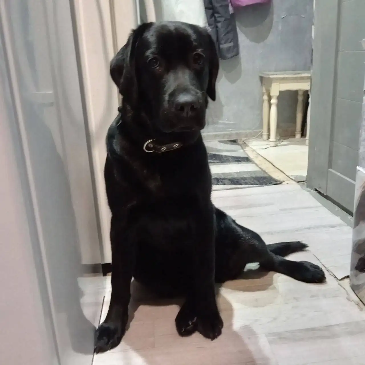 Лабрадор девочка 6 месяцев в добрые руки - Собаки (Животные) в Тюмень