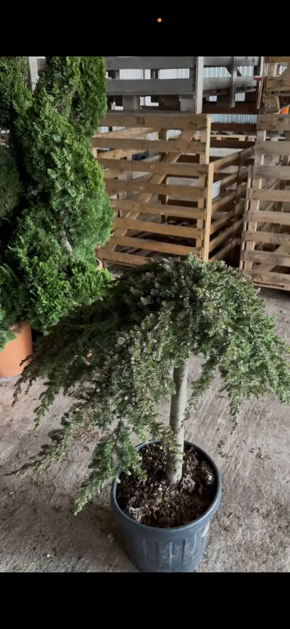 Предзаказ хвойных растений в Тюмени - Растения (Для дома и дачи) в Тюмень