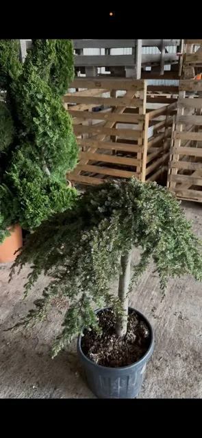 Предзаказ хвойных растений в Тюмени - Удобрения в Тюмень